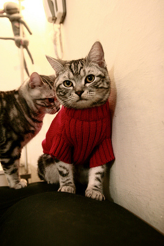 同一夜的两次心跳，深圳末节奇迹与勇士崩塌之谜