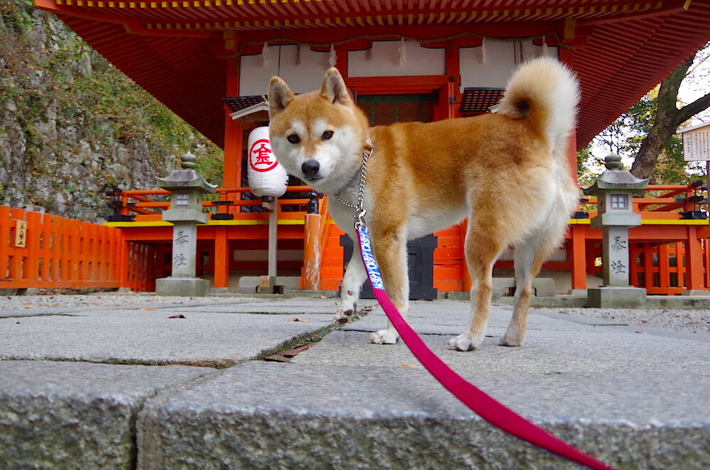 恩比德降维打击47+19!辽宁队鏖战绿军,48分钟硬核输出改写篮球认知