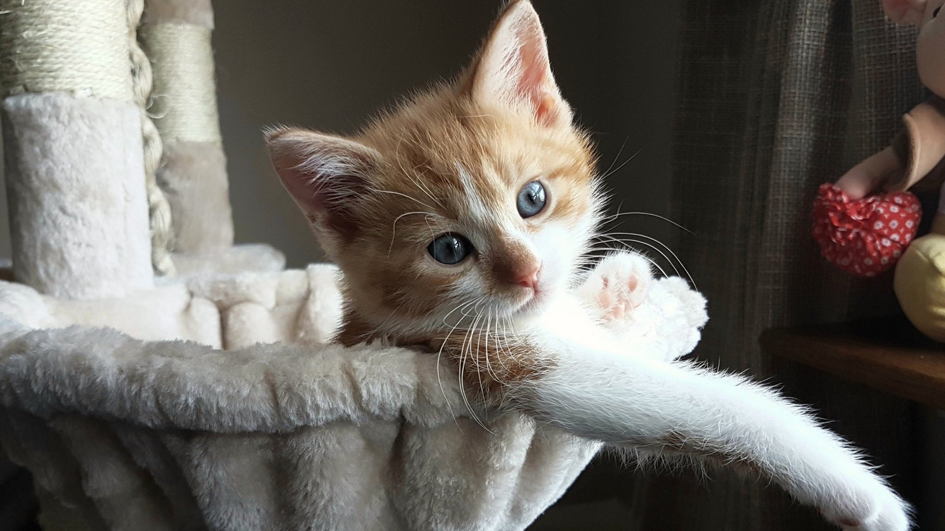 2026世界杯之夜,时代广场的聚光灯下,阿劳霍用伤疤扛起一个国家的日出