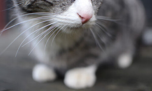 波兰闪电刺穿马德里竞技，皮克替补奇兵成全场焦点