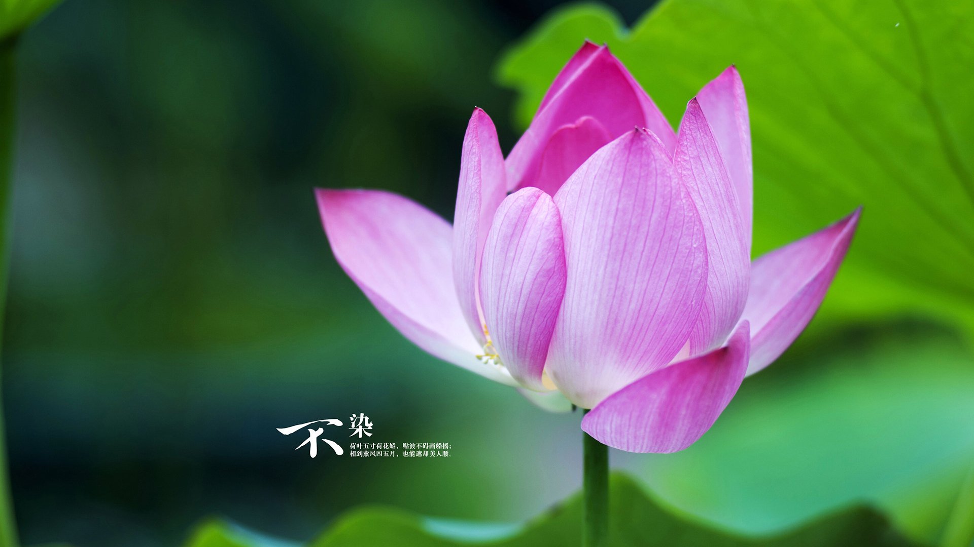 铁骑踏碎金州梦，一场颠覆王朝的钢铁洪流