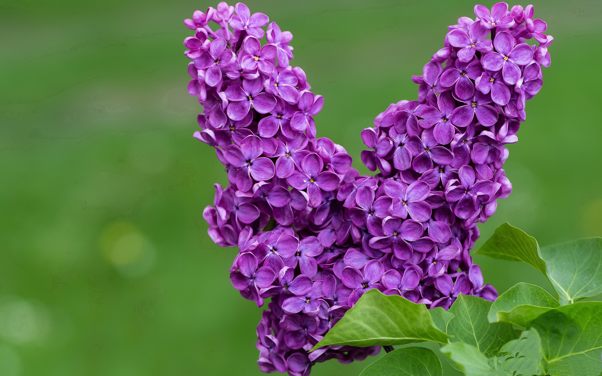 当NBA射手遇见西甲德比，哈登如何用一场背后运球征服伯纳乌