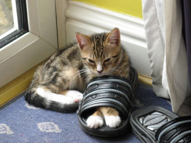 双线争锋，黄蜂压哨绝杀广厦，杰伦格林赛道接管夺冠