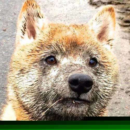 德甲悬念系于法兰西！里昂终场绝杀雷恩，点燃拜仁多特最终决