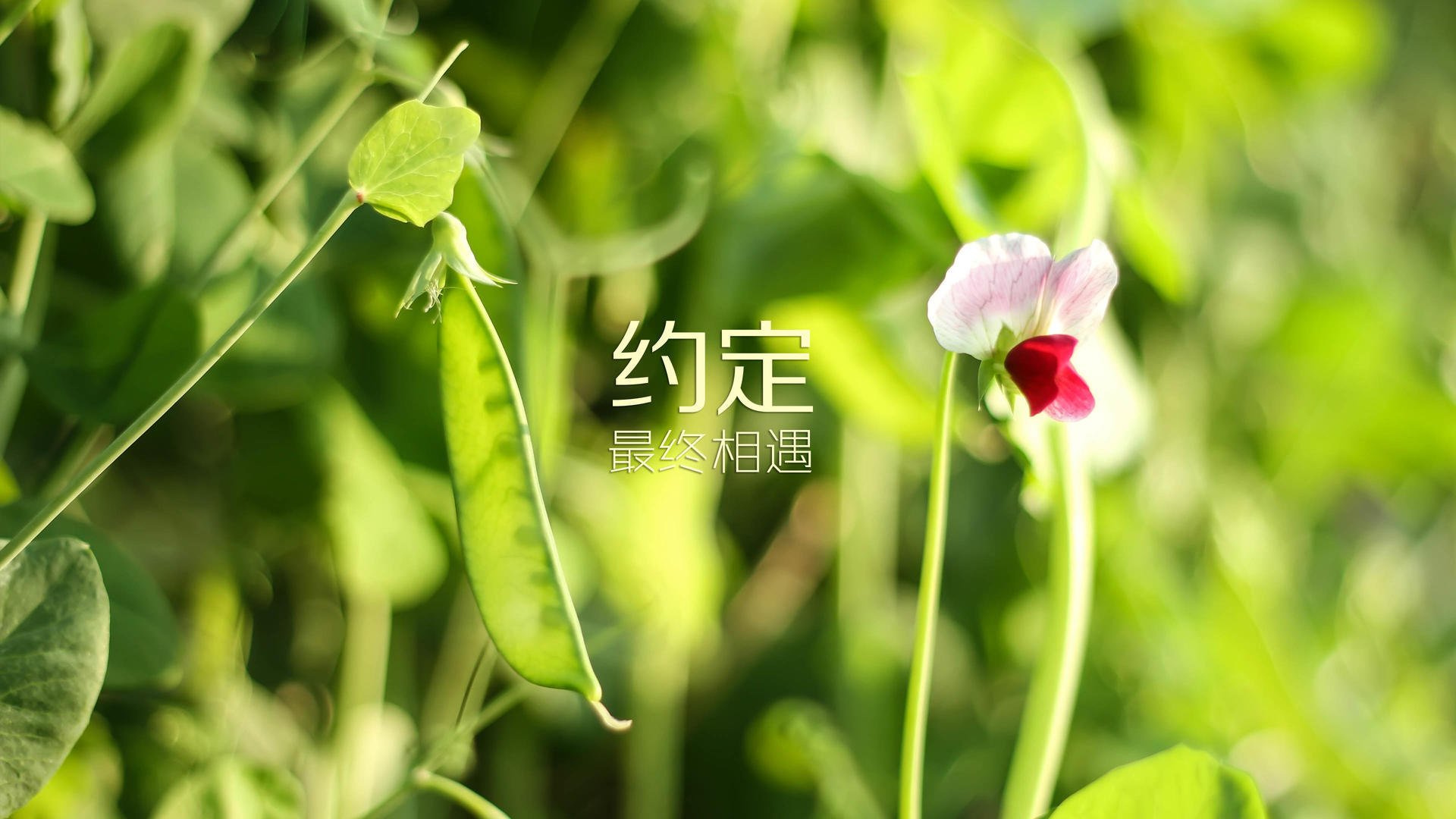 B罗的说明书,一场世界杯外援改写生态的零和博弈