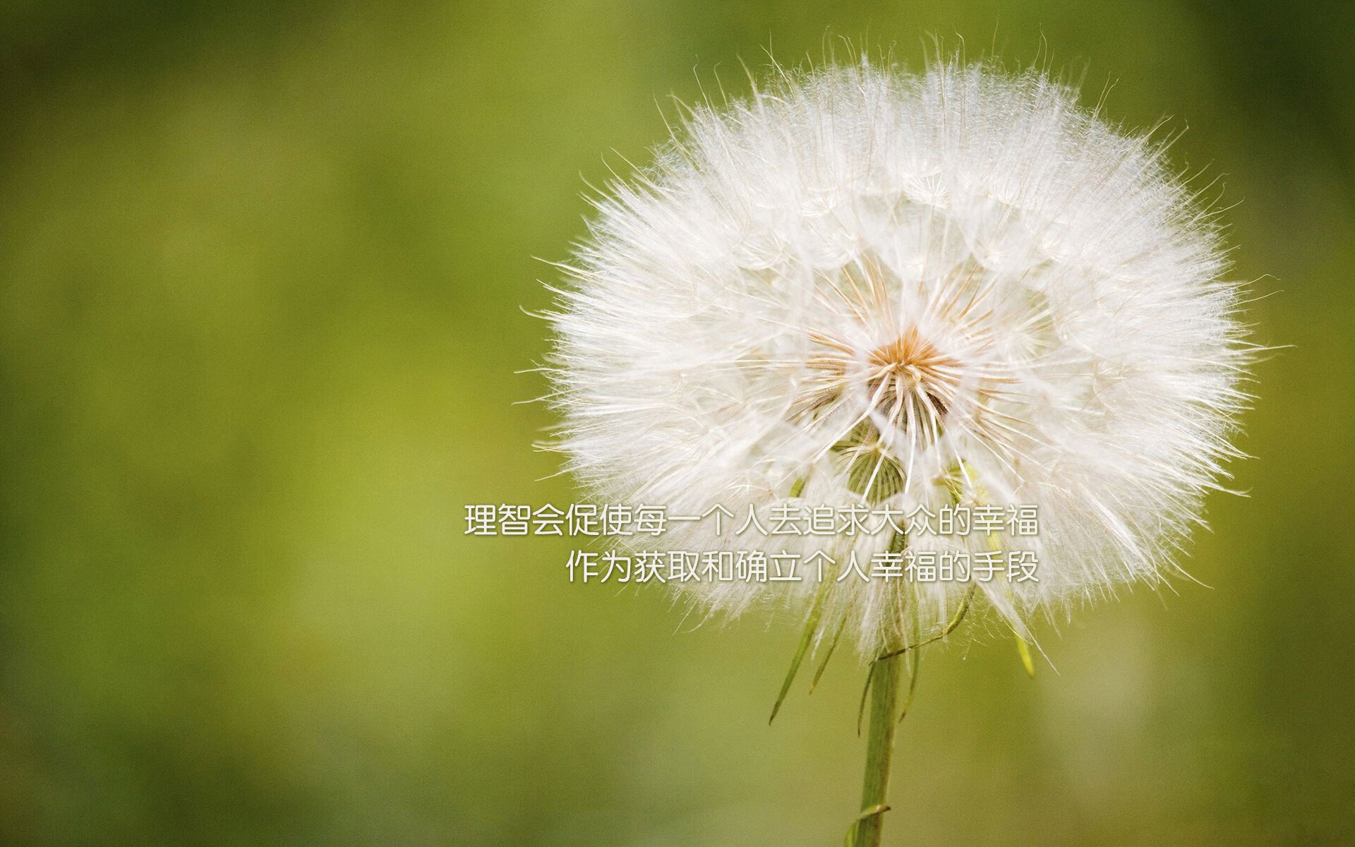 被撕裂的剧本，当安第斯山脉的意志碾碎欧洲荣耀，格列兹曼的孤星照亮了谁的黄昏？