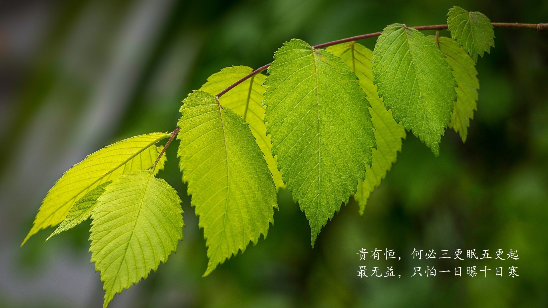 魔笛穿云,天盾降世,当37岁的莫德里奇用手术刀剖开乌拉圭,比利时门将筑起不朽叹息之墙